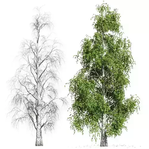 Birch with fallen leaves 3D model