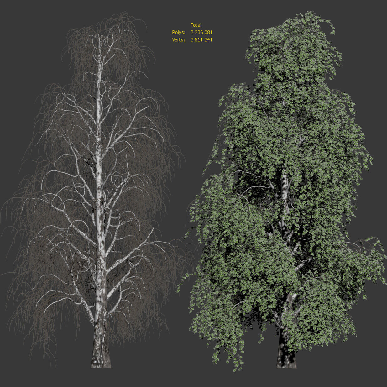 Birch with fallen leaves 3D model_2