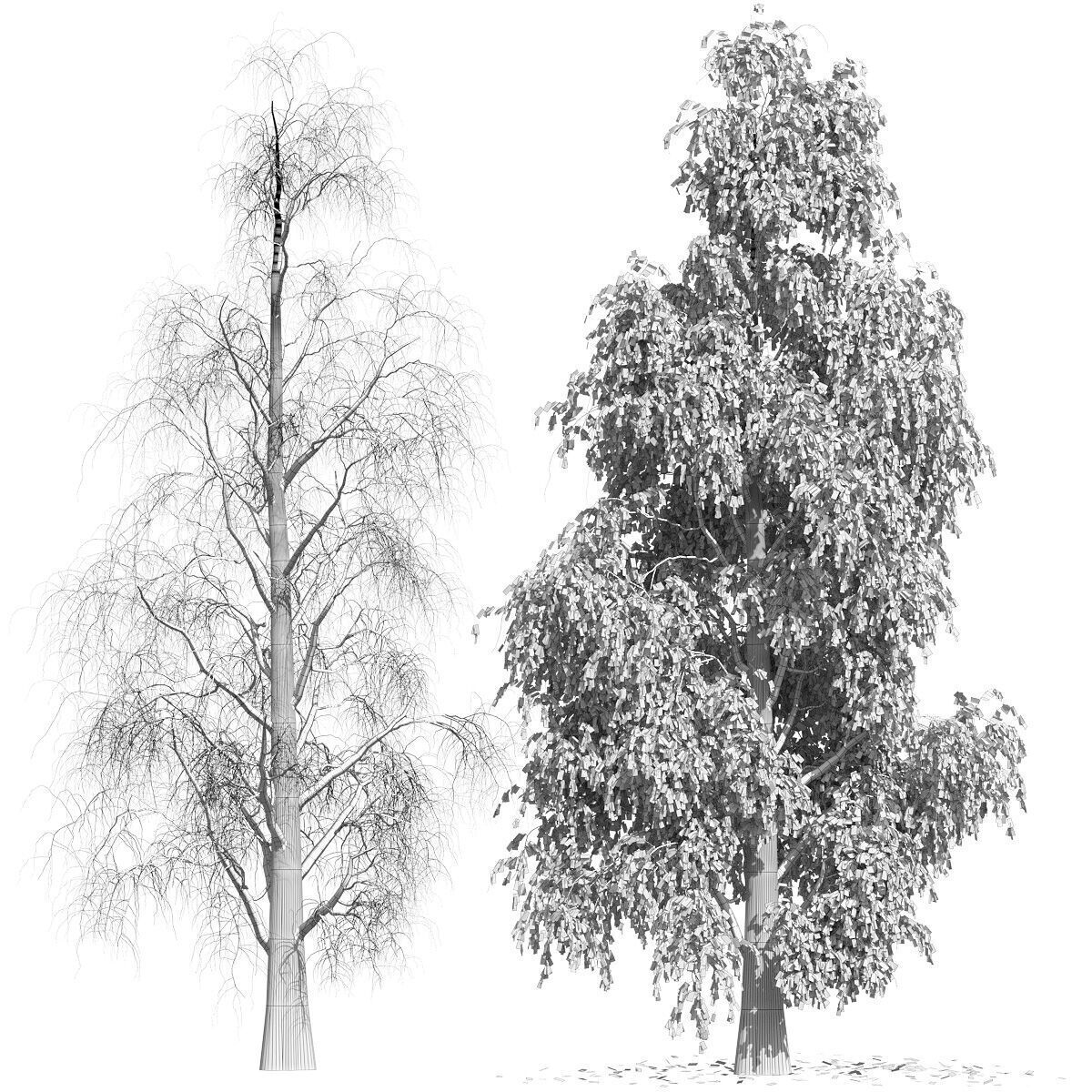 Birch with fallen leaves 3D model_1