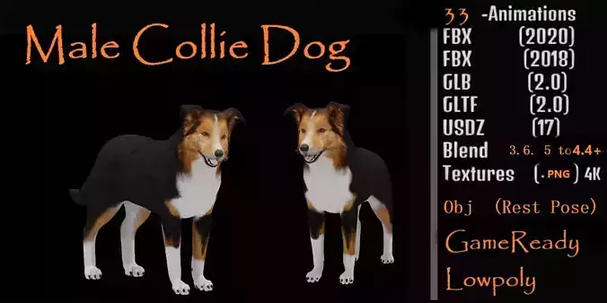Male Collie Dog