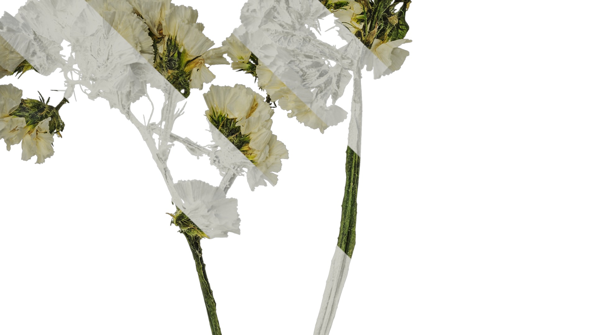 Anydrafts Limonium sinense Atlas 01 Texture_3