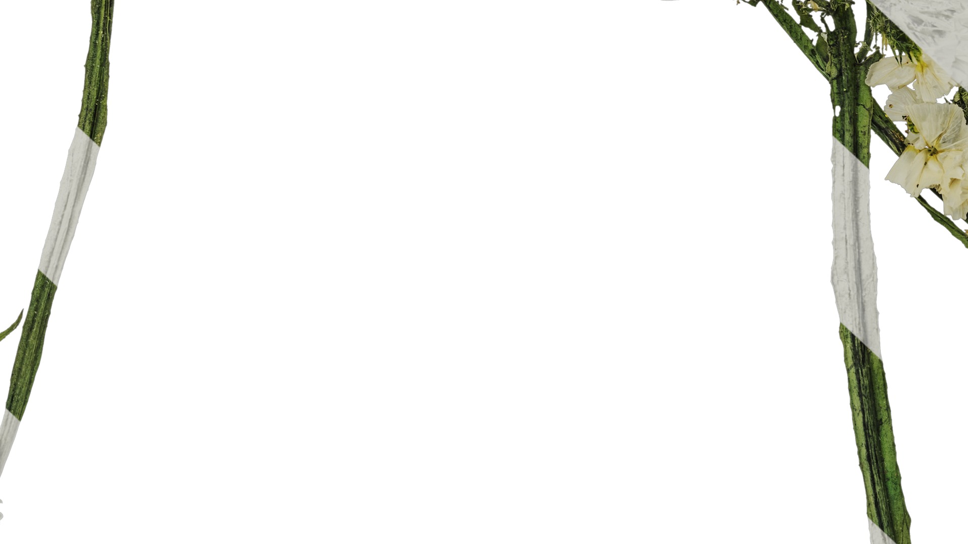 Anydrafts Limonium sinense Atlas 01 Texture_7