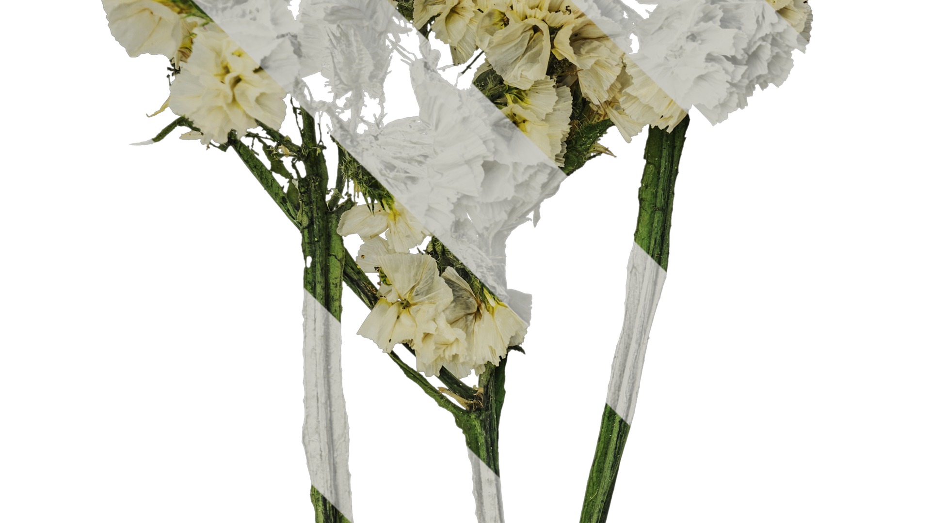 Anydrafts Limonium sinense Atlas 01 Texture_4