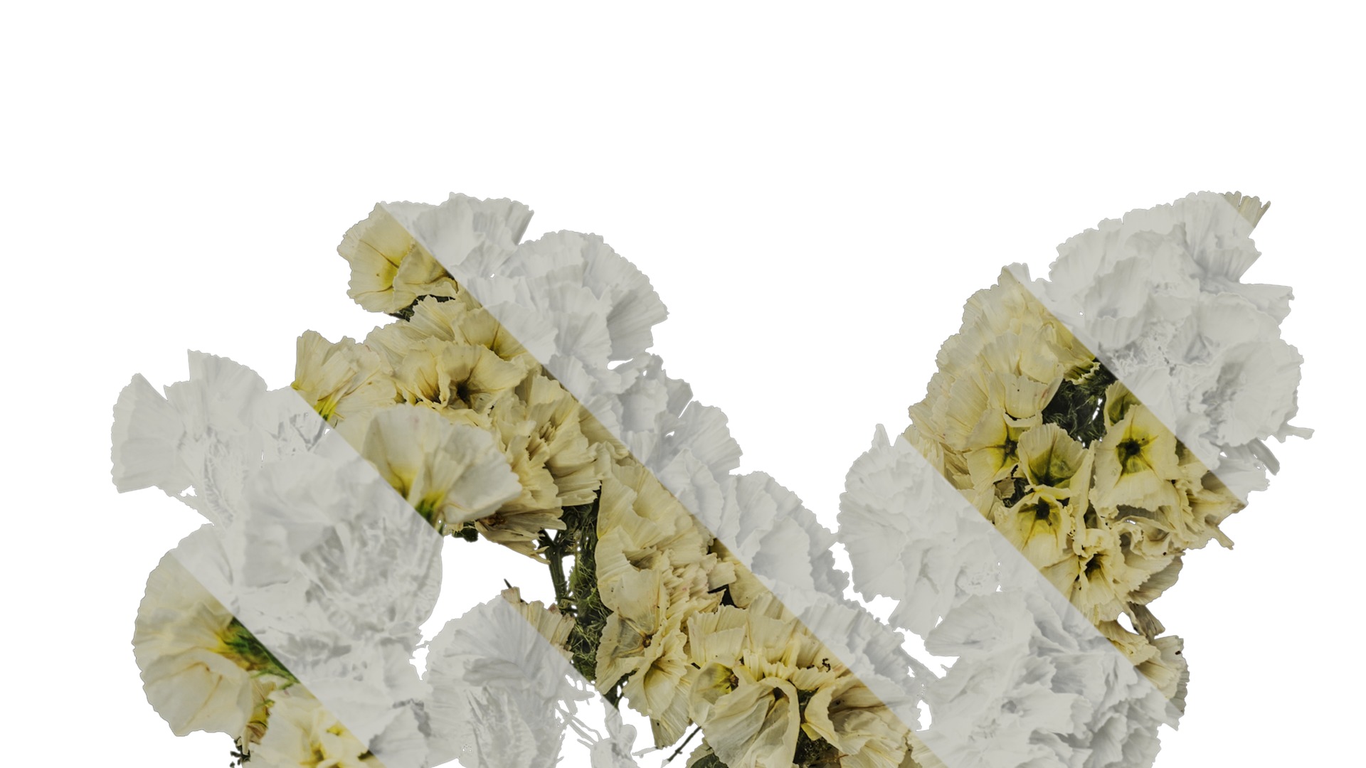 Anydrafts Limonium sinense Atlas 01 Texture_2