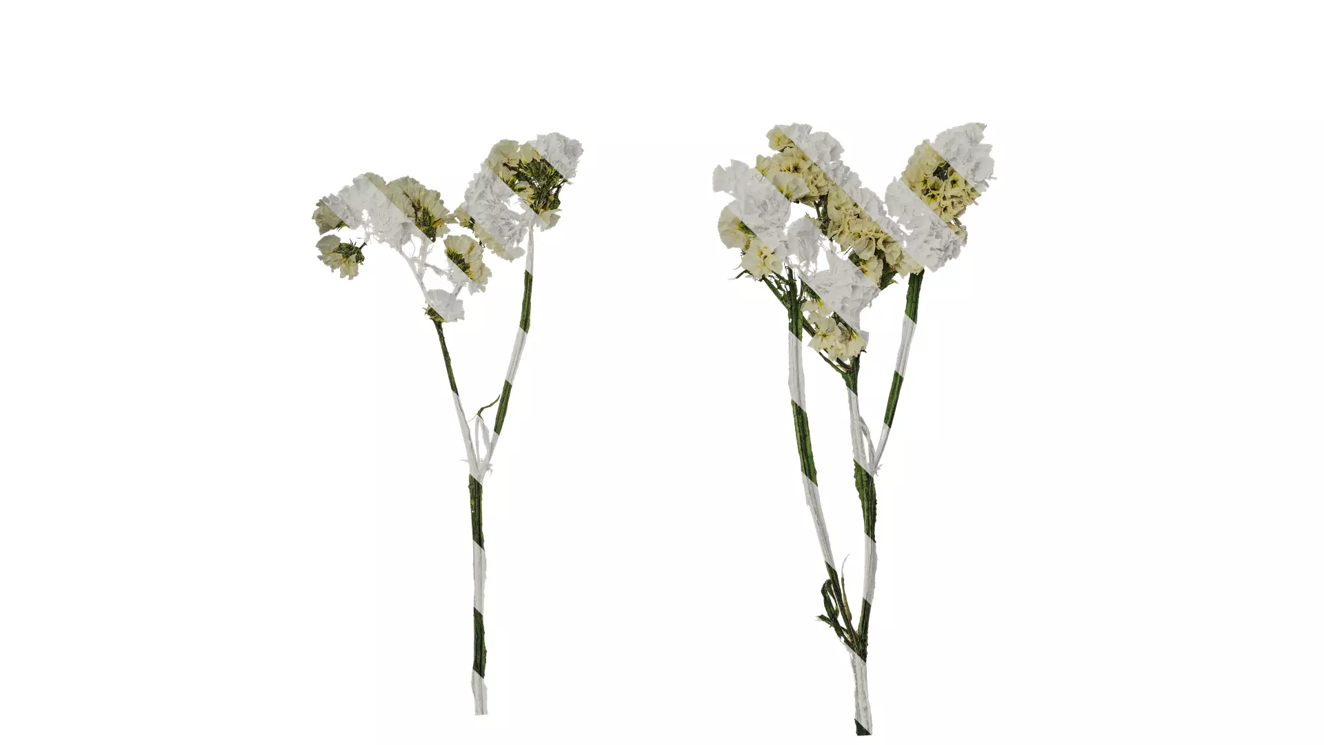 Anydrafts Limonium sinense Atlas 01 Texture_0