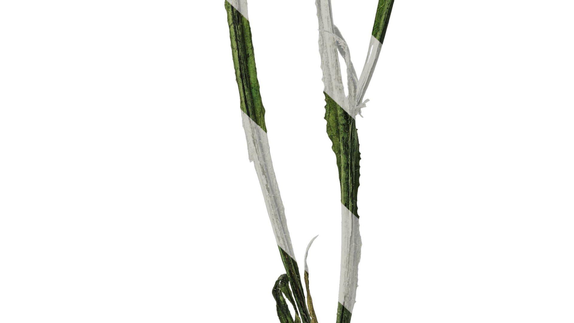 Anydrafts Limonium sinense Atlas 01 Texture_6