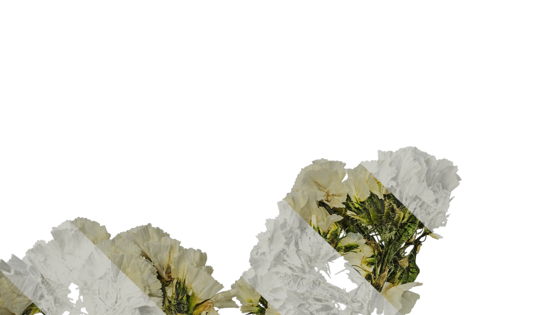 Anydrafts Limonium sinense Atlas 01 Texture_1