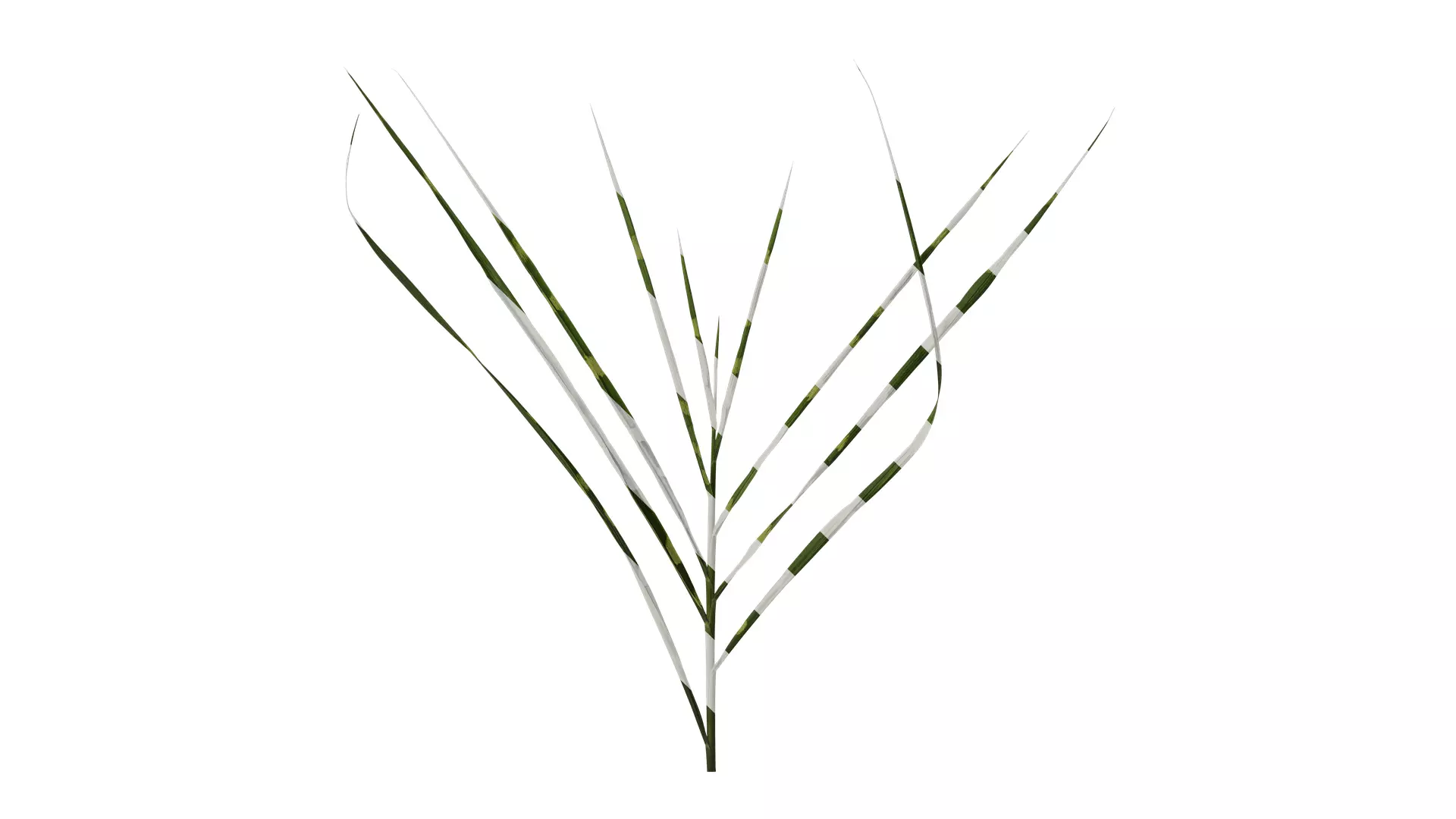 Anydrafts Miscanthus sinensis zebrinus Atlas 01 Texture