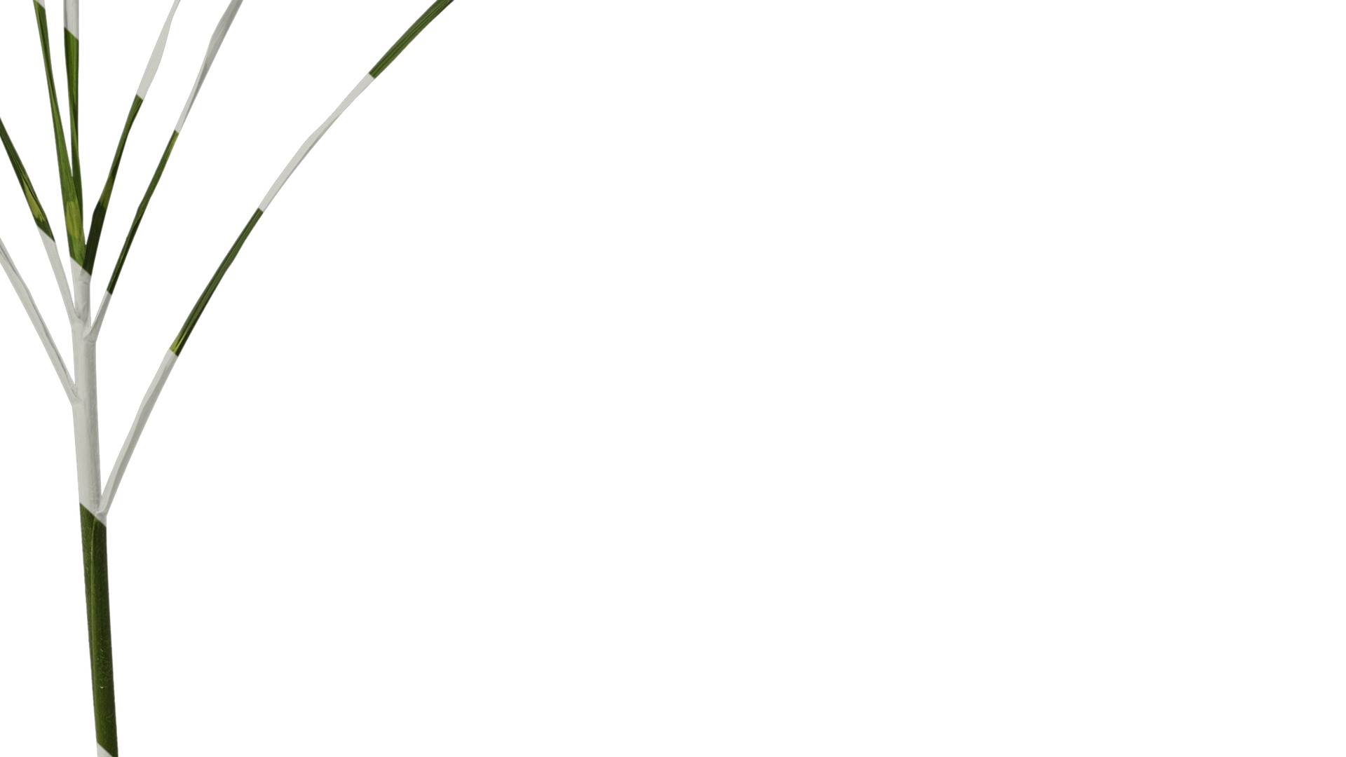 Anydrafts Miscanthus sinensis zebrinus Atlas 02 Texture_6