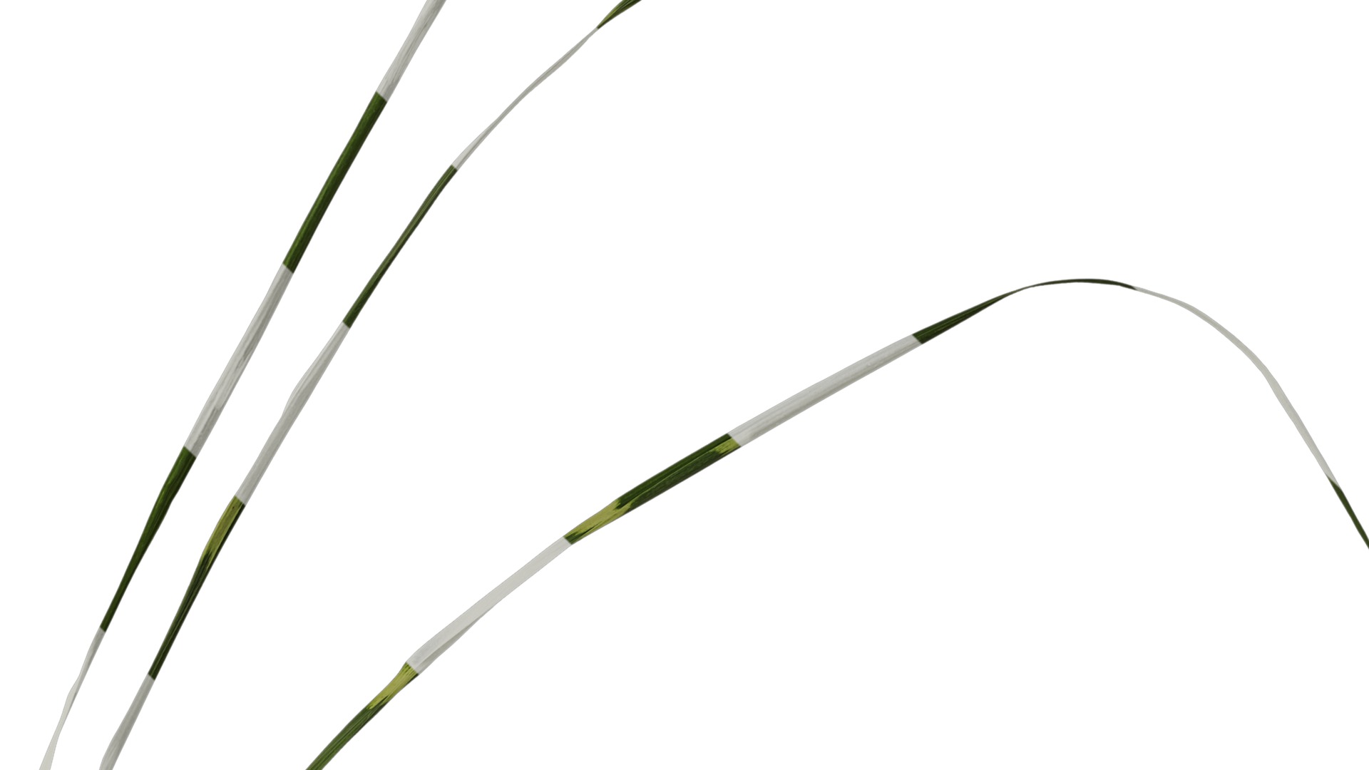 Anydrafts Miscanthus sinensis zebrinus Atlas 02 Texture_4