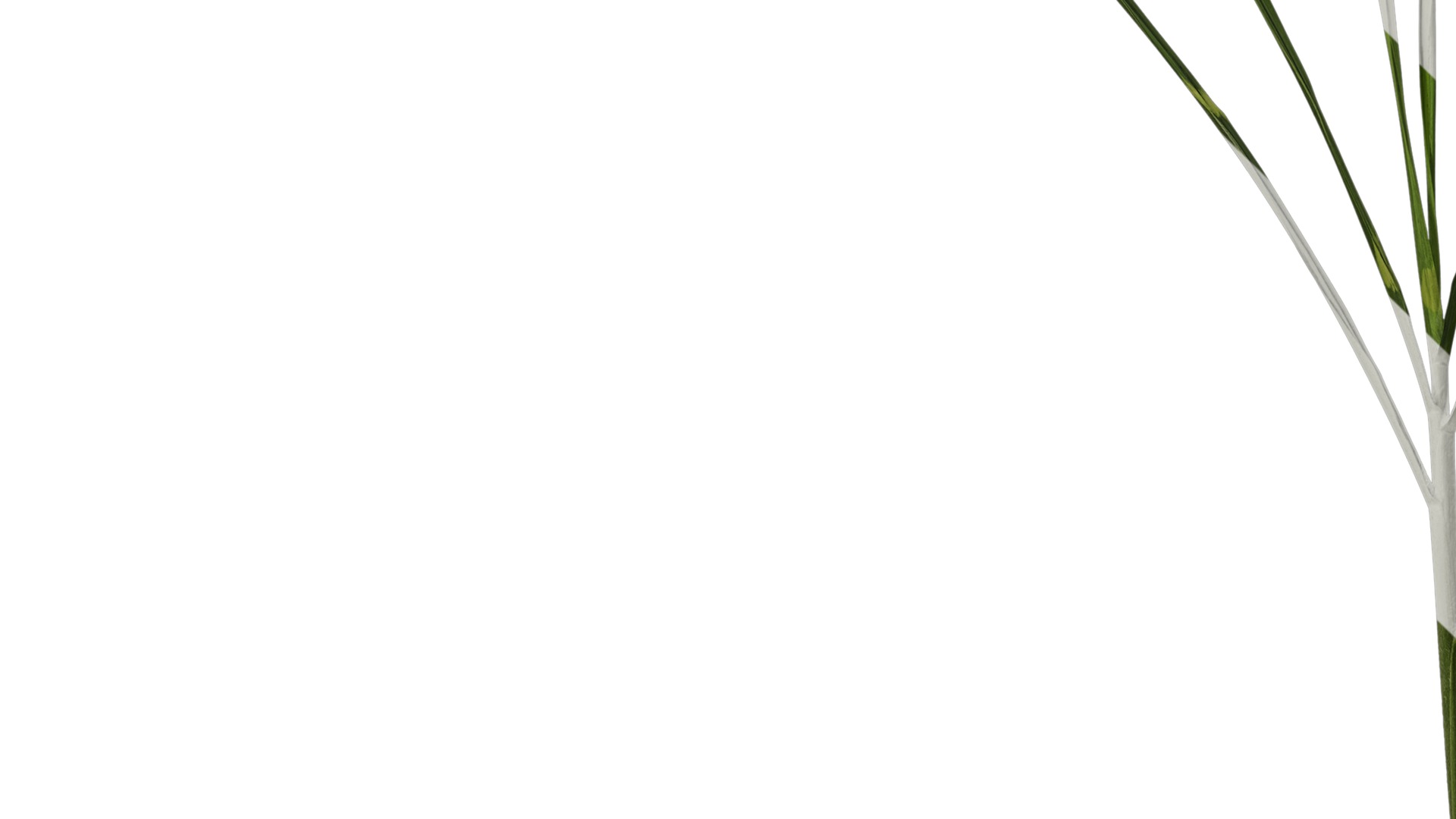 Anydrafts Miscanthus sinensis zebrinus Atlas 02 Texture_5