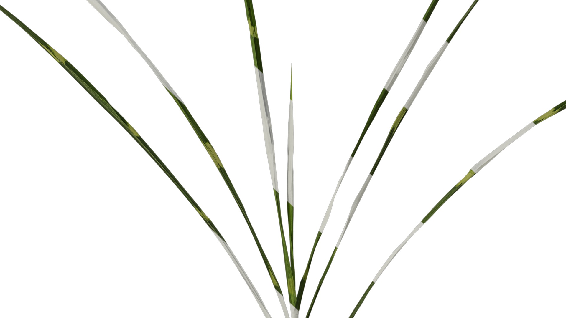 Anydrafts Miscanthus sinensis zebrinus Atlas 02 Texture_7