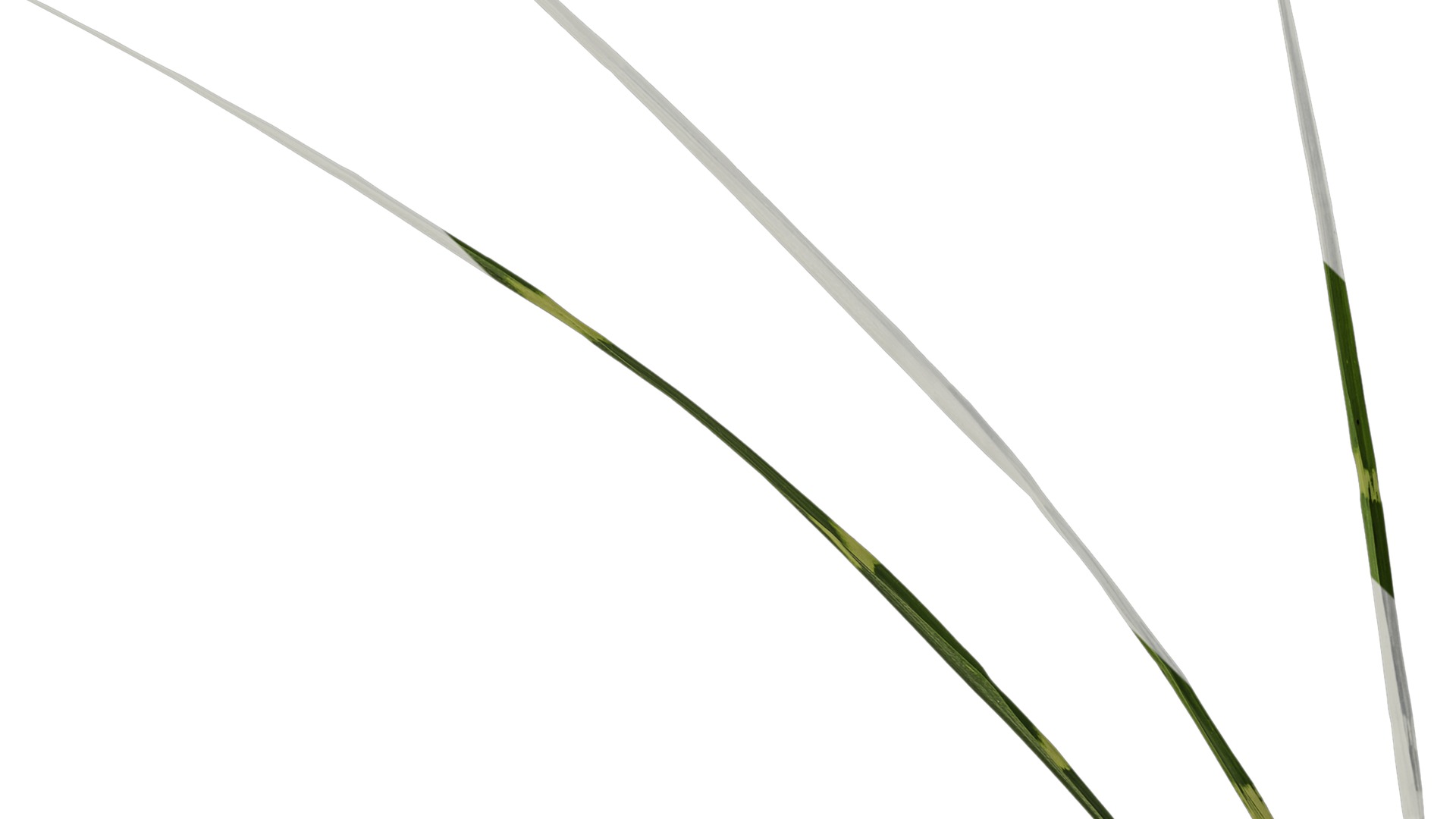 Anydrafts Miscanthus sinensis zebrinus Atlas 02 Texture_3