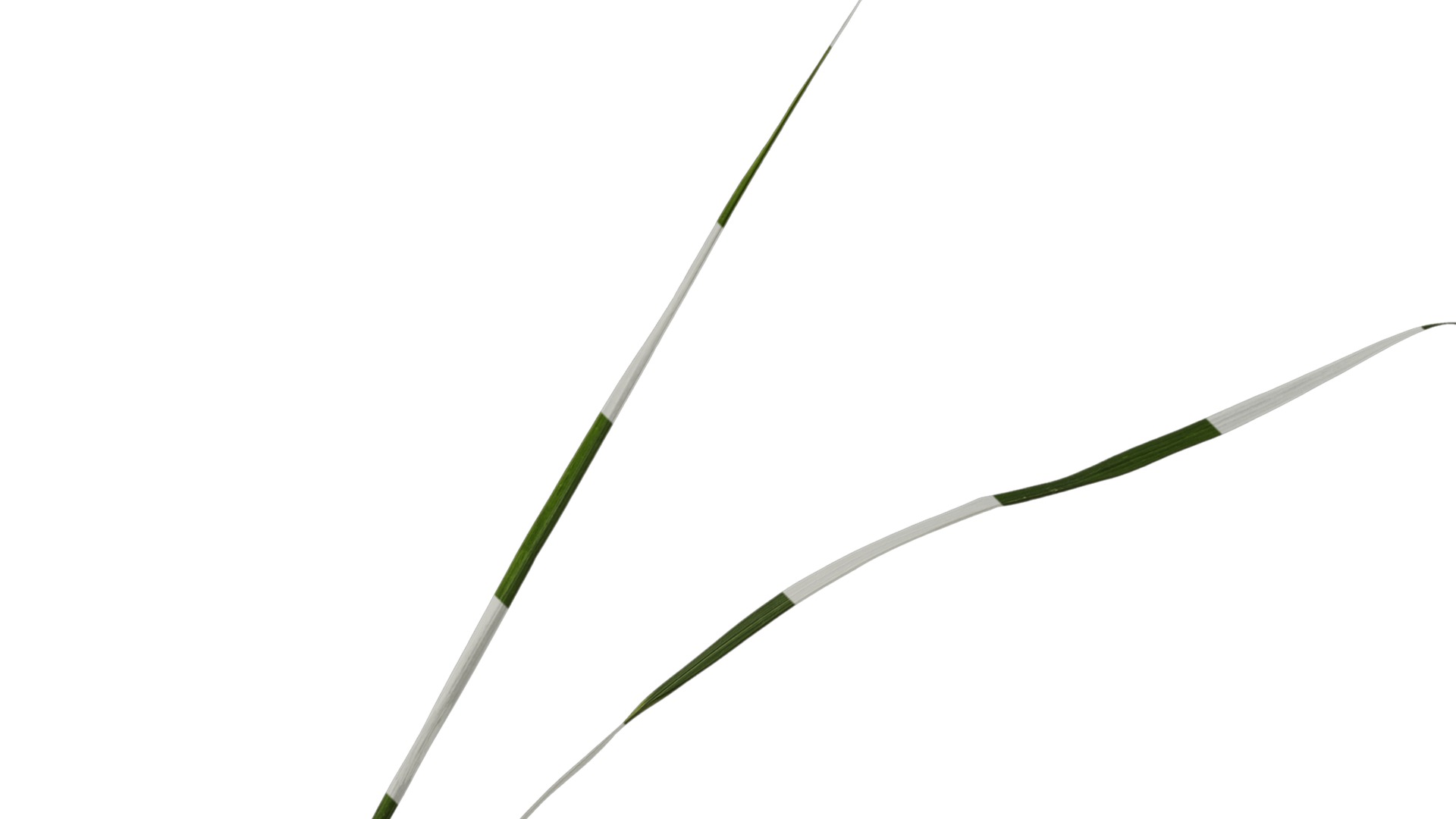 Anydrafts Miscanthus sinensis zebrinus Atlas 02 Texture_2