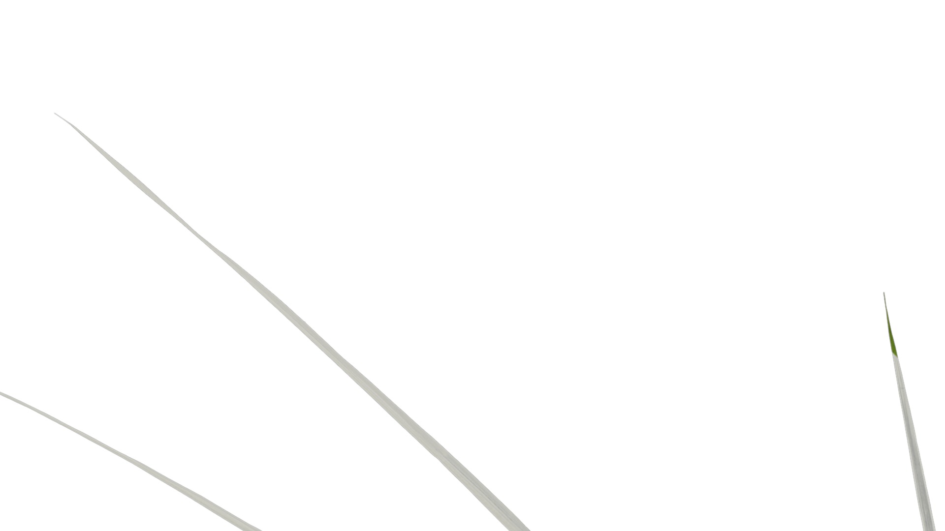 Anydrafts Miscanthus sinensis zebrinus Atlas 02 Texture_1