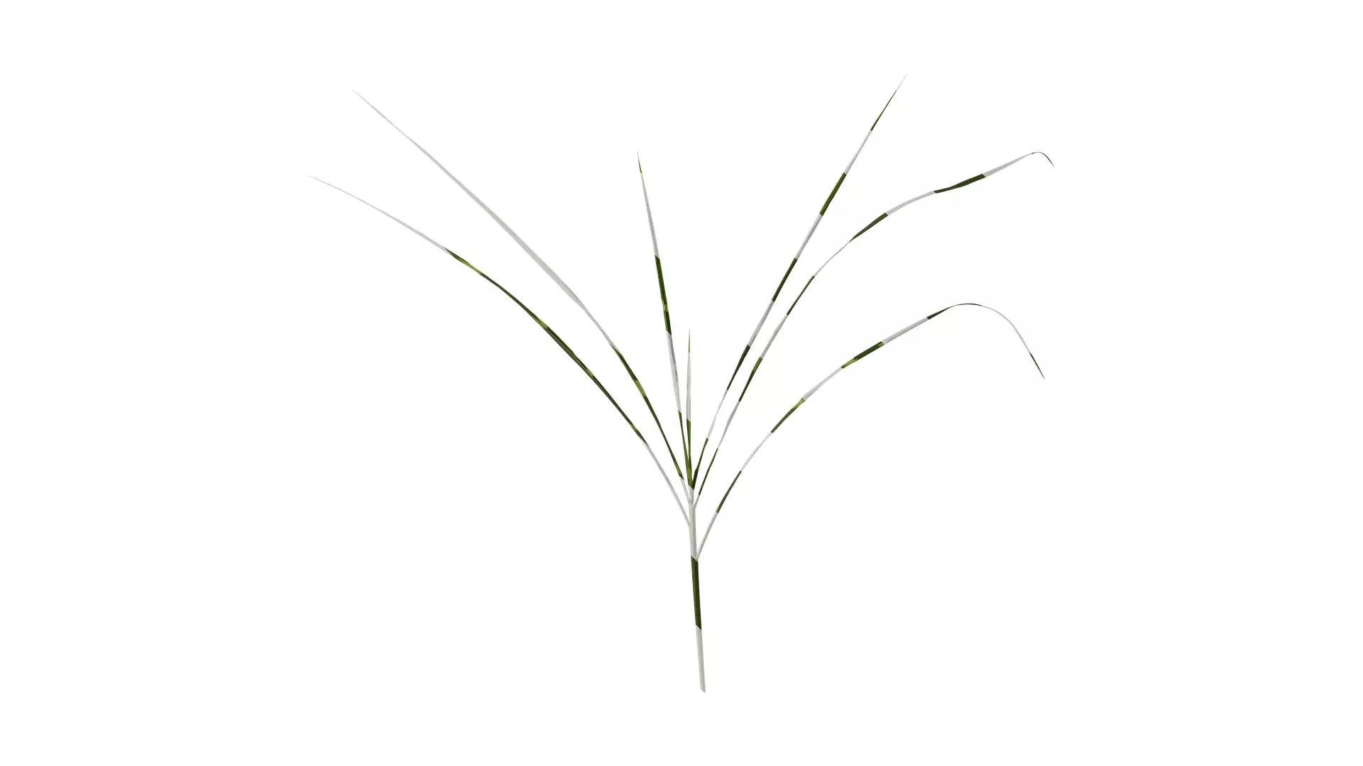 Anydrafts Miscanthus sinensis zebrinus Atlas 02 Texture_0