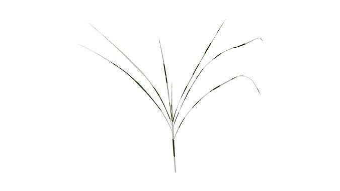 Anydrafts Miscanthus sinensis zebrinus Atlas 02 Texture