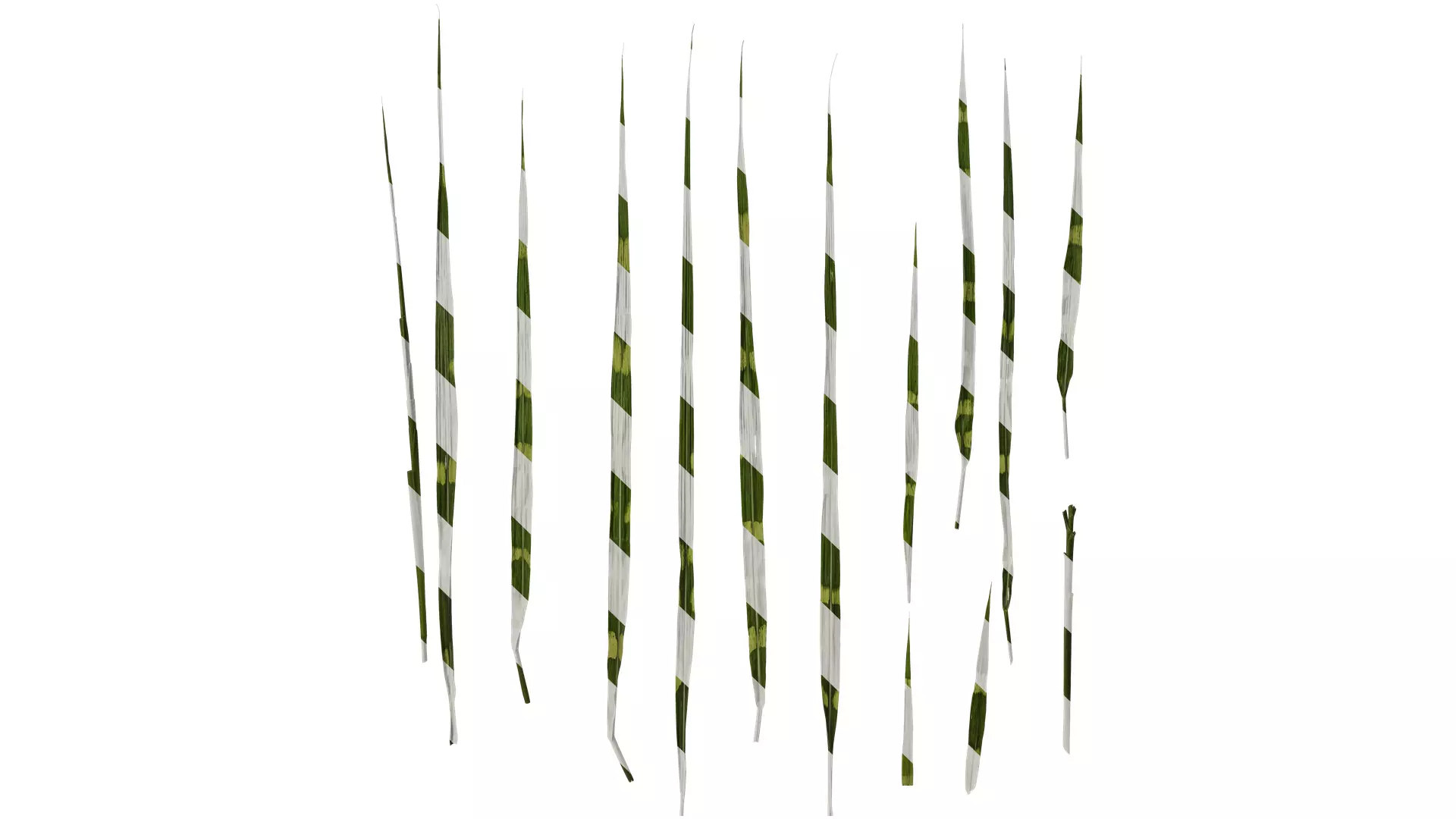 Anydrafts Miscanthus sinensis zebrinus Leaf 01 Texture
