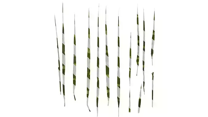 Anydrafts Miscanthus sinensis zebrinus Leaf 01