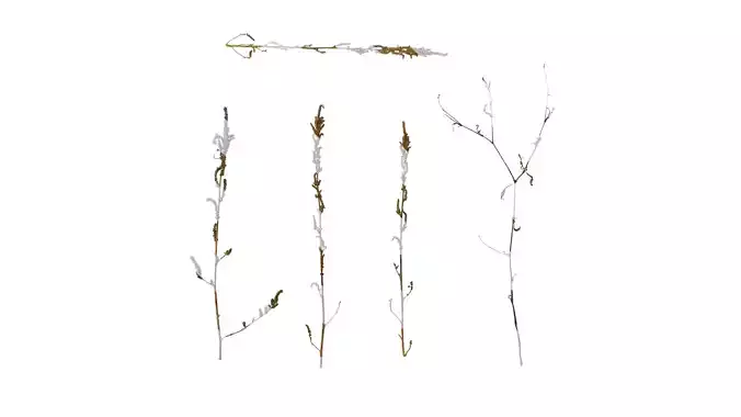 Anydrafts Amaranthus hybridus Atlas 02 Texture