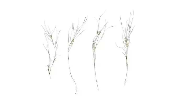 Anydrafts Ammophila arenaria Atlas 07