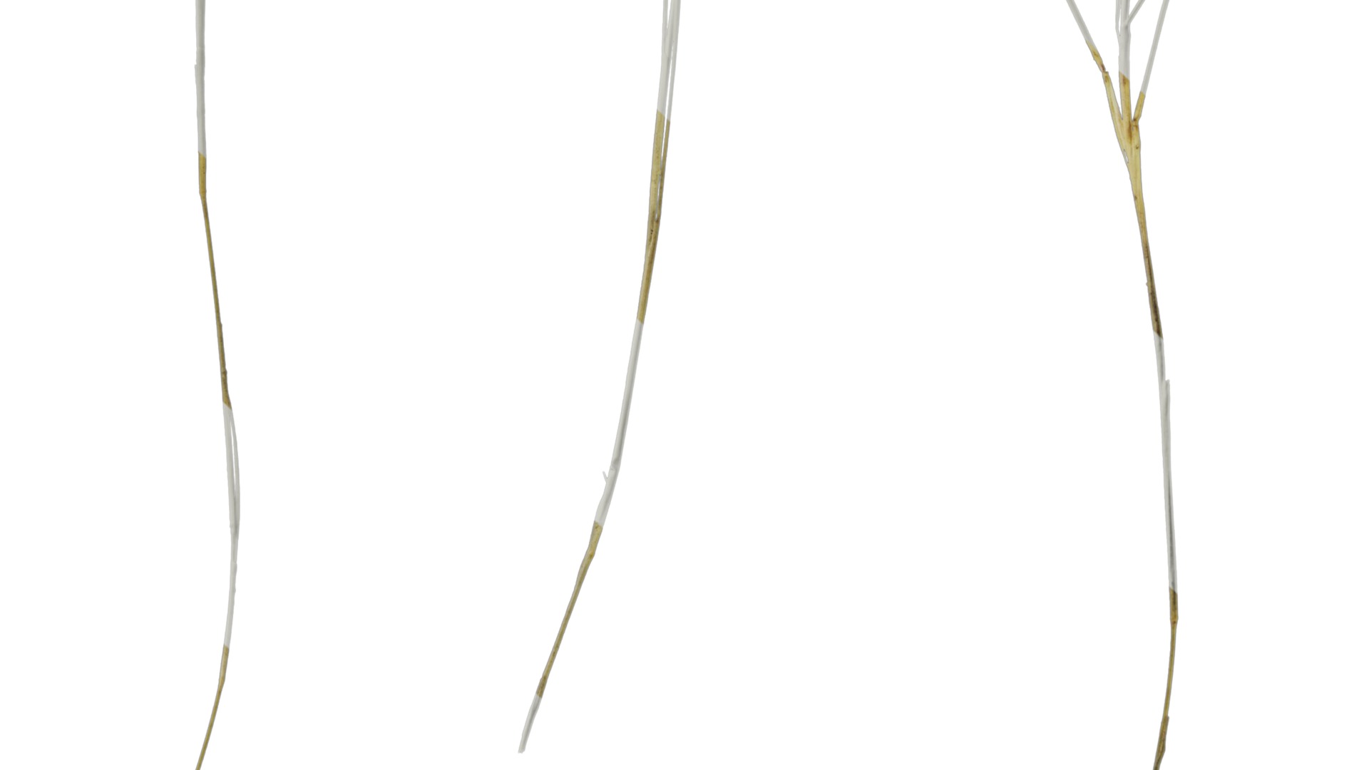 Anydrafts Ammophila arenaria Atlas 08 Texture_6