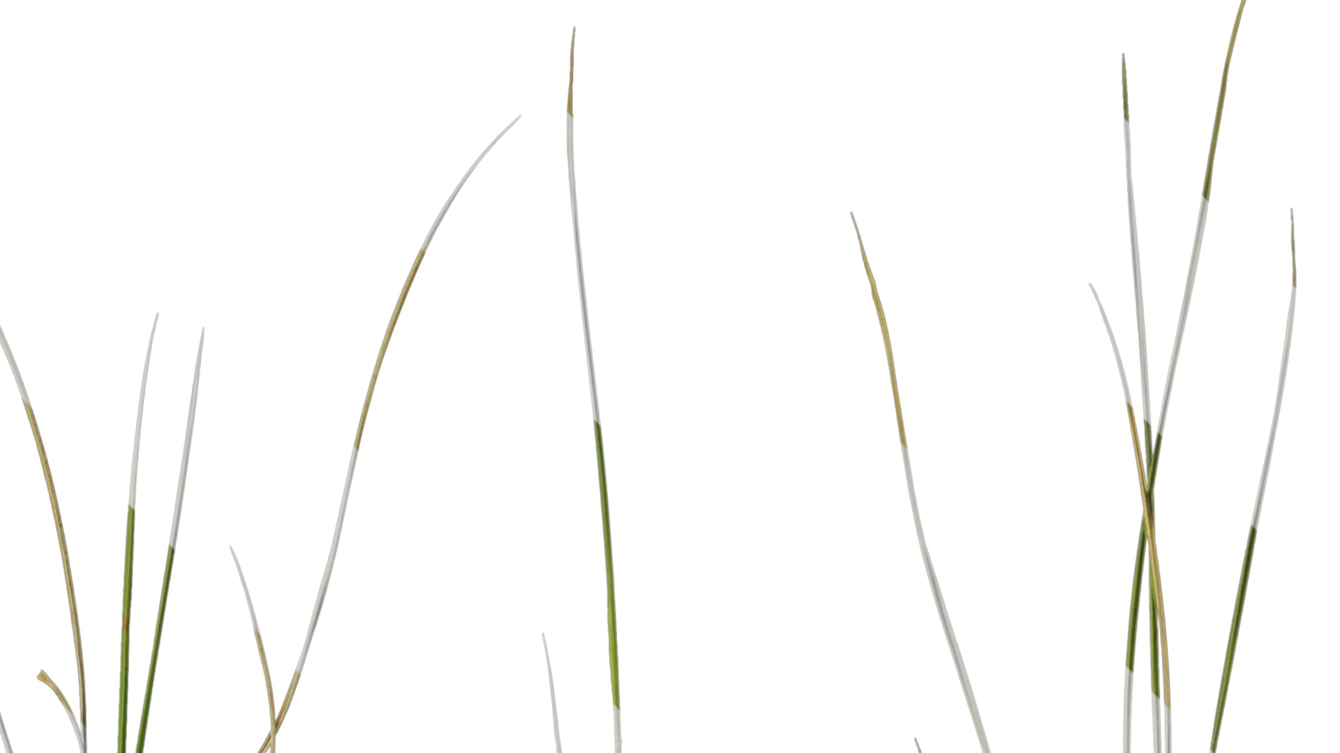 Anydrafts Ammophila arenaria Atlas 08 Texture_2