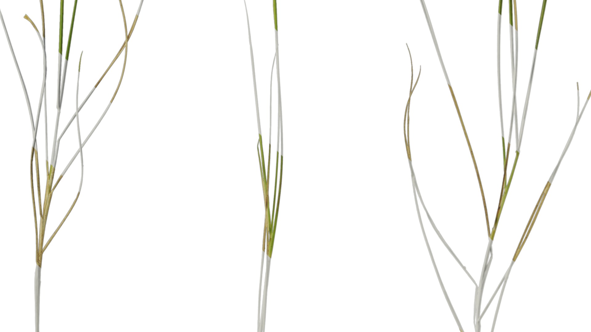 Anydrafts Ammophila arenaria Atlas 08 Texture_4