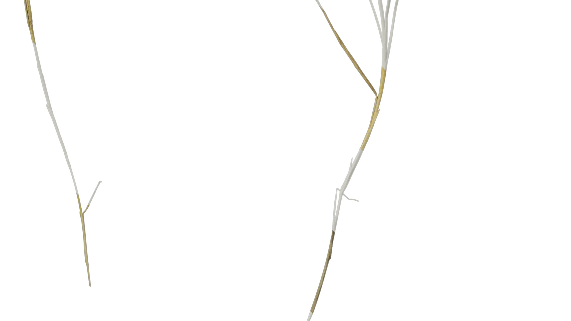 Anydrafts Ammophila arenaria Atlas 08 Texture_5