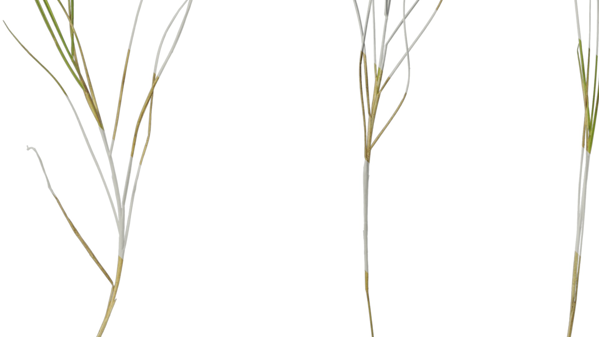 Anydrafts Ammophila arenaria Atlas 08 Texture_7