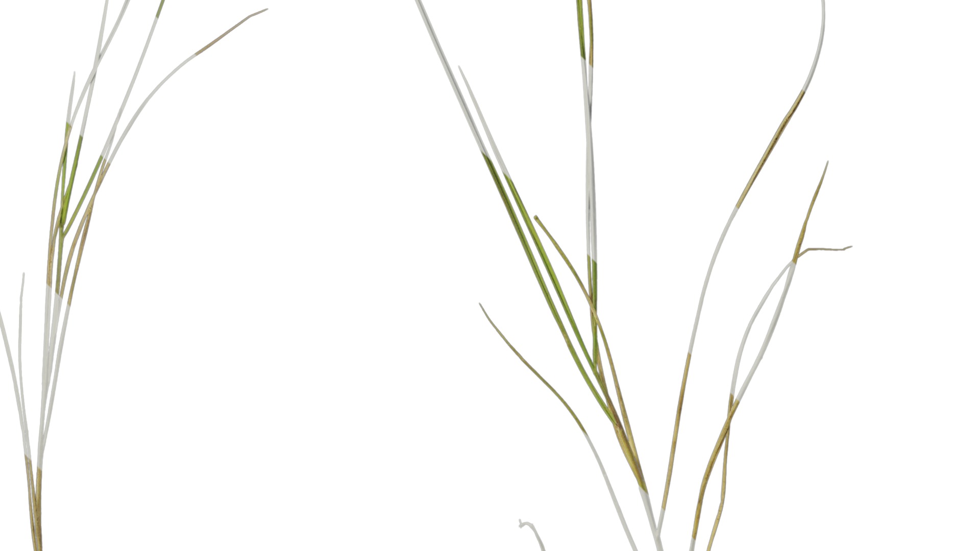 Anydrafts Ammophila arenaria Atlas 08 Texture_3