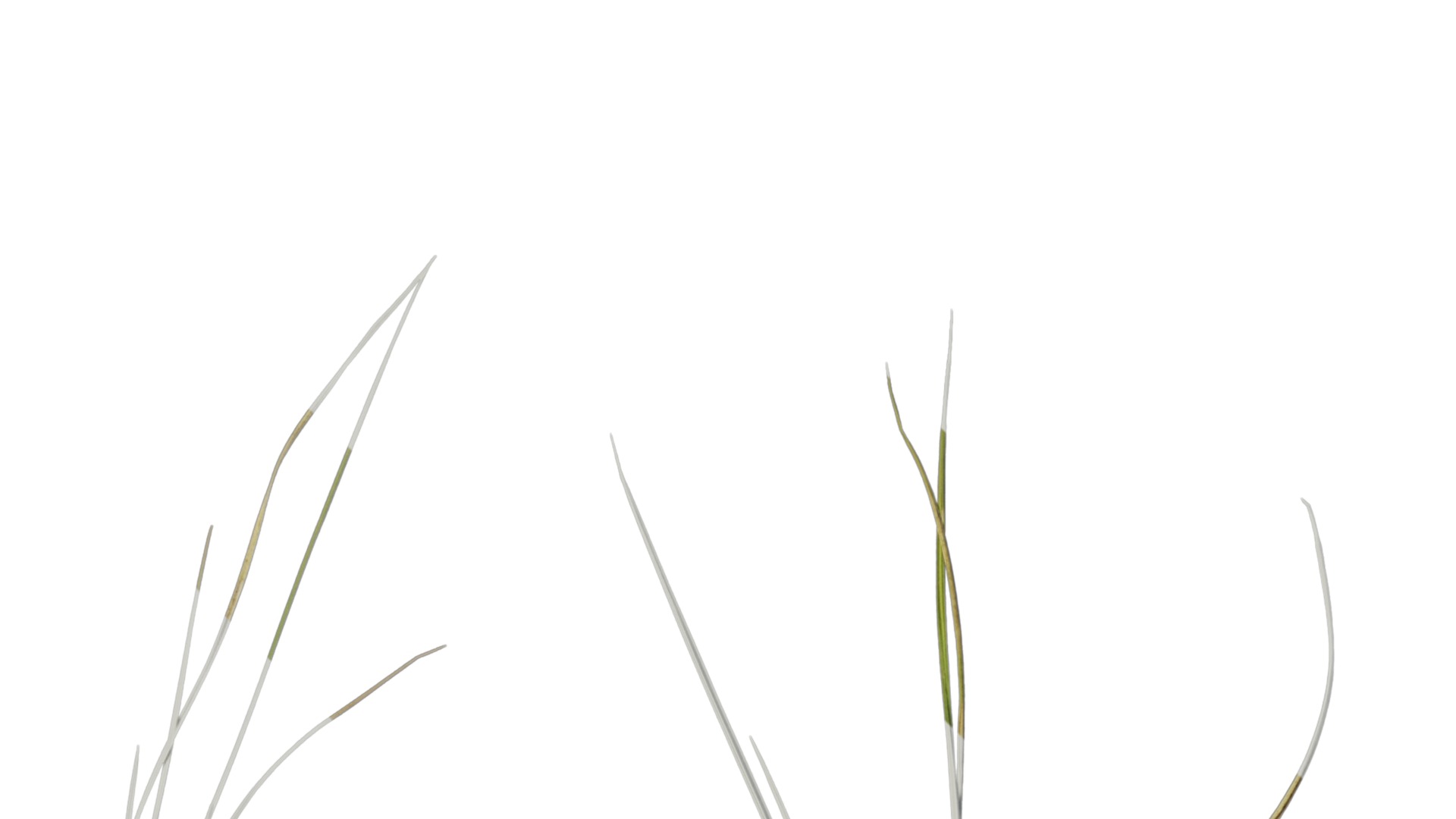 Anydrafts Ammophila arenaria Atlas 08 Texture_1