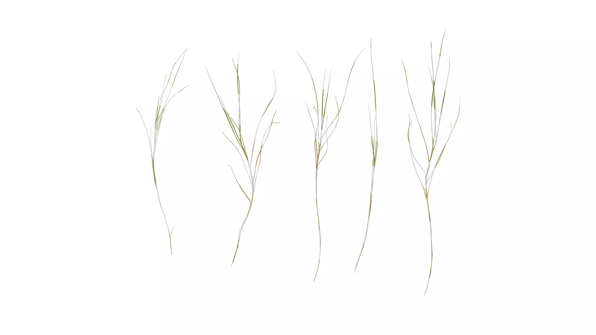 Anydrafts Ammophila arenaria Atlas 08 Texture_0