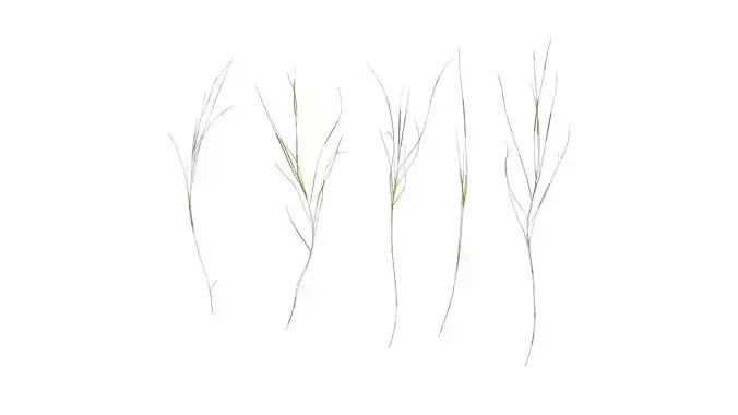 Anydrafts Ammophila arenaria Atlas 08