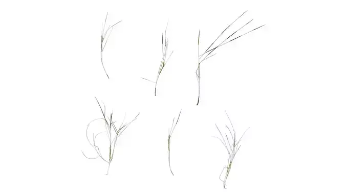 Anydrafts Ammophila arenaria Atlas 09