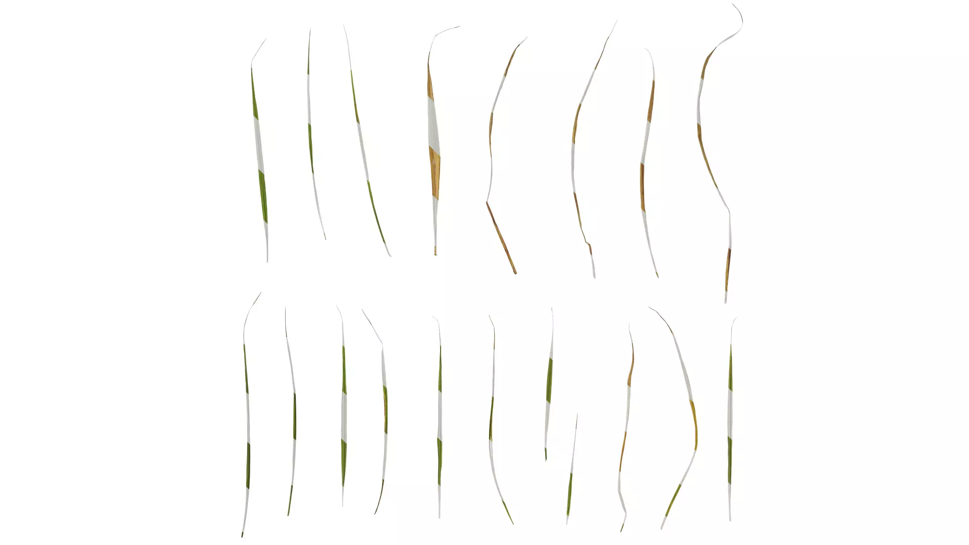 Anydrafts Setaria viridis Leaf 03 Texture