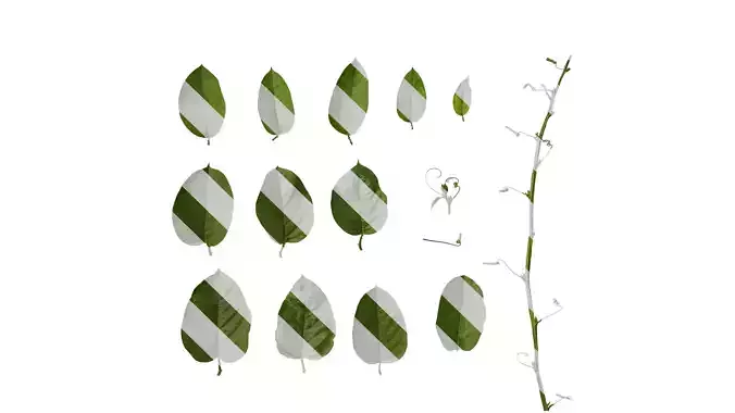 Anydrafts Passiflora quadrangularis Leaf 01 Texture