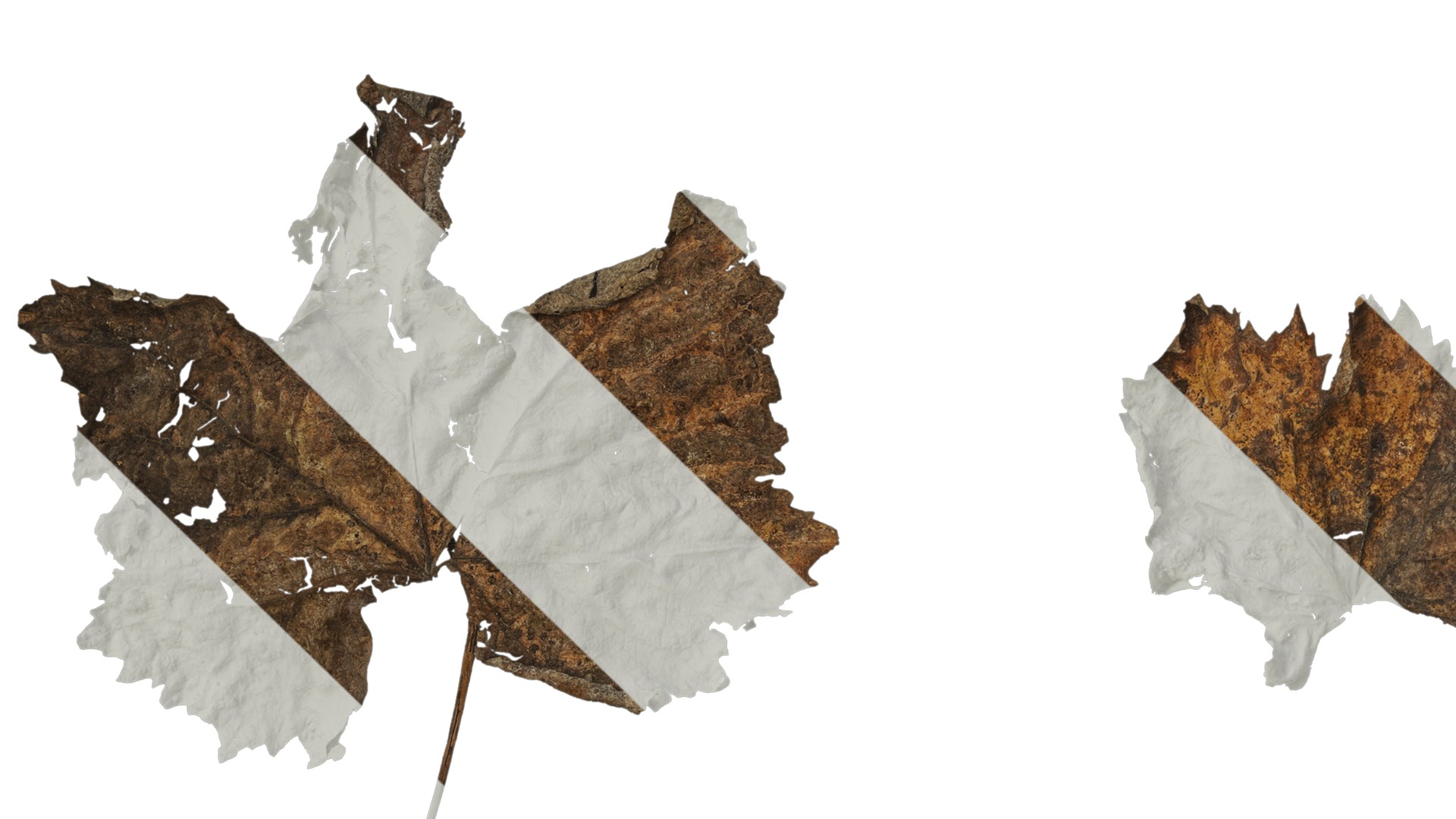 Anydrafts Vitis vinifera Leaf 14 Texture_3