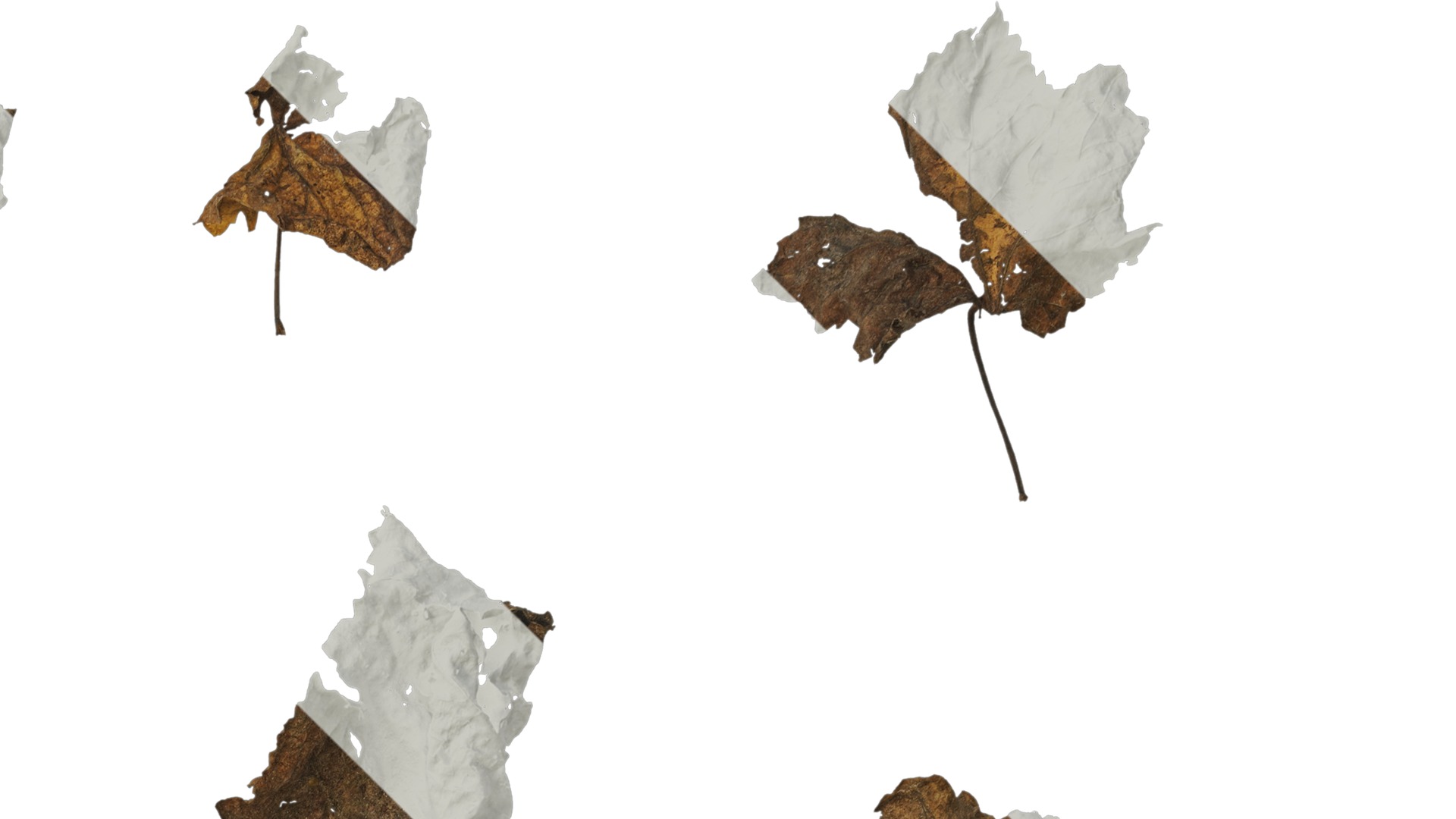 Anydrafts Vitis vinifera Leaf 14 Texture_2