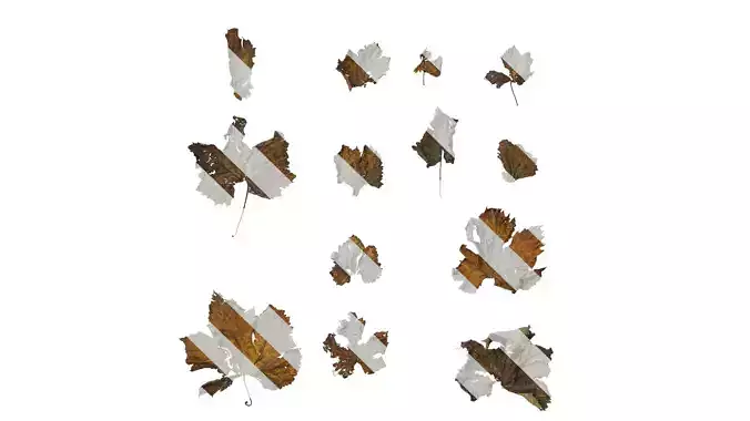 Anydrafts Vitis vinifera Leaf 14