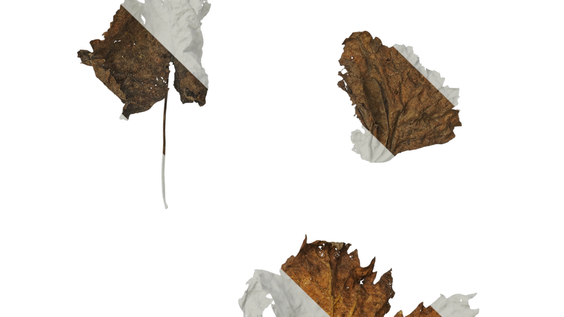 Anydrafts Vitis vinifera Leaf 14 Texture_4