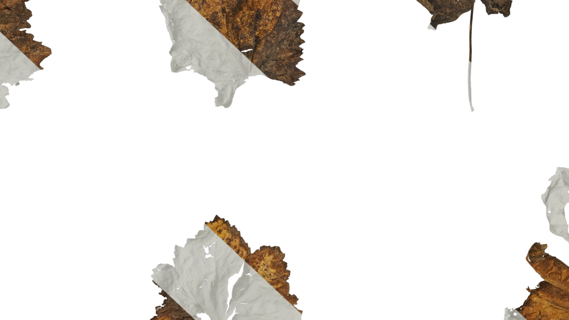 Anydrafts Vitis vinifera Leaf 14 Texture_7