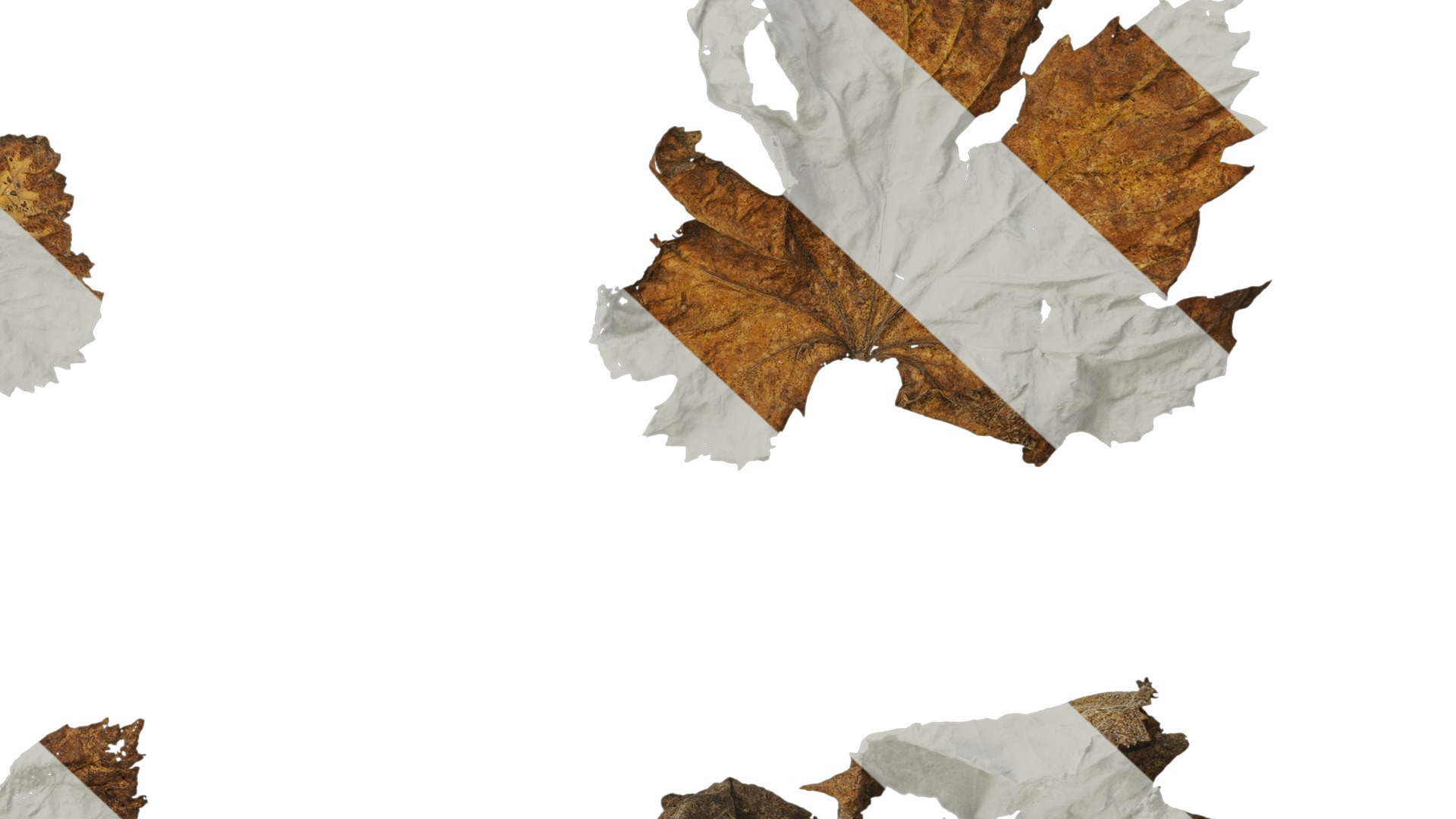 Anydrafts Vitis vinifera Leaf 14 Texture_6