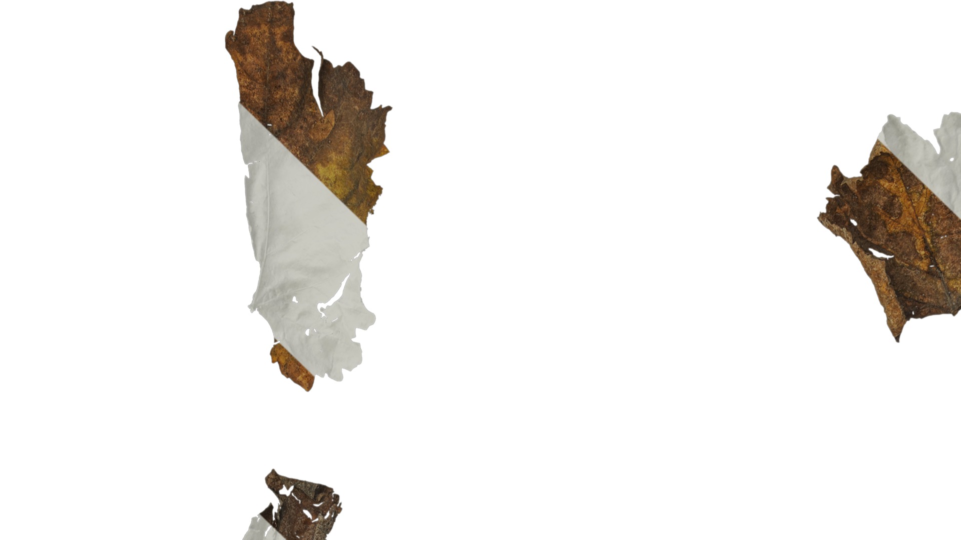 Anydrafts Vitis vinifera Leaf 14 Texture_1