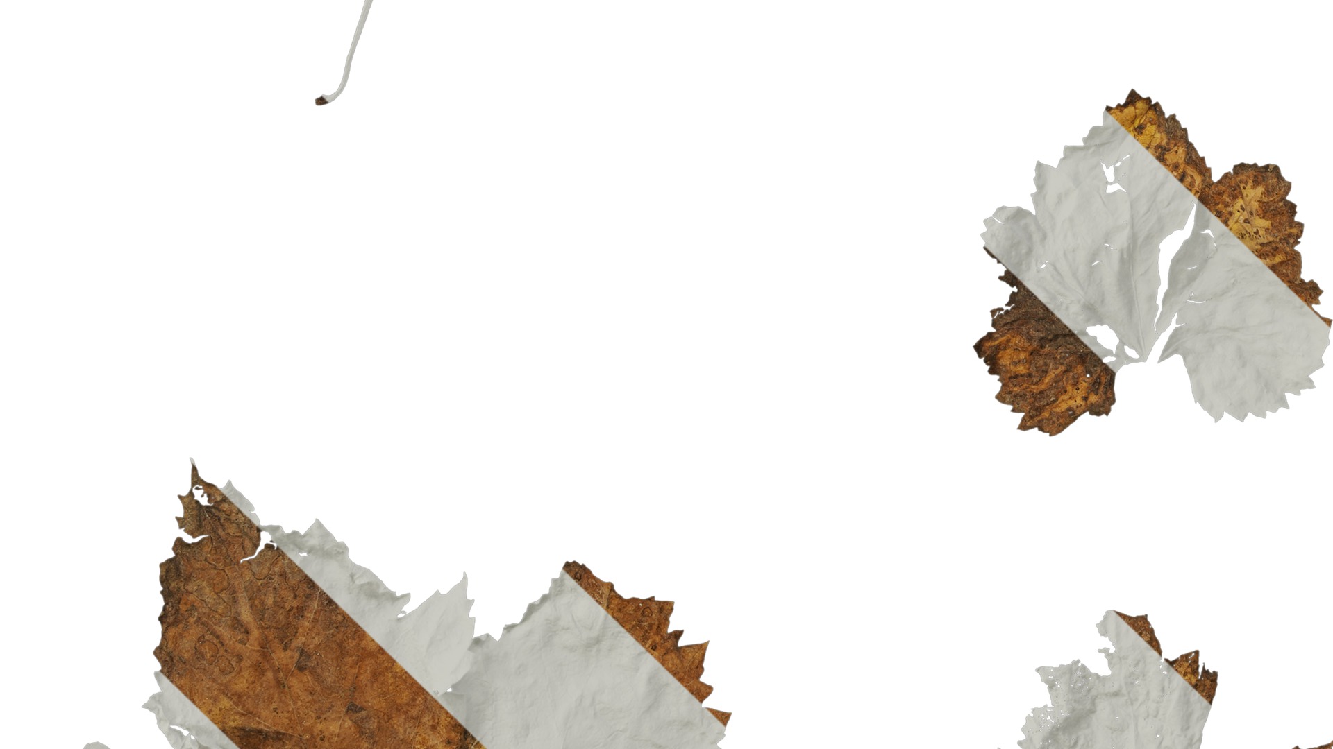 Anydrafts Vitis vinifera Leaf 14 Texture_5