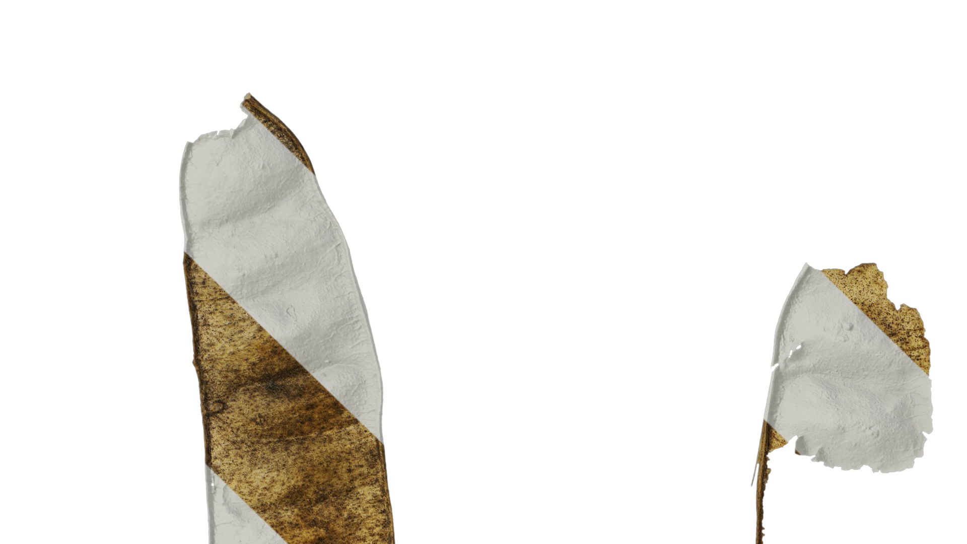 Anydrafts Albizia lebbeck Fruit 02 Texture_1