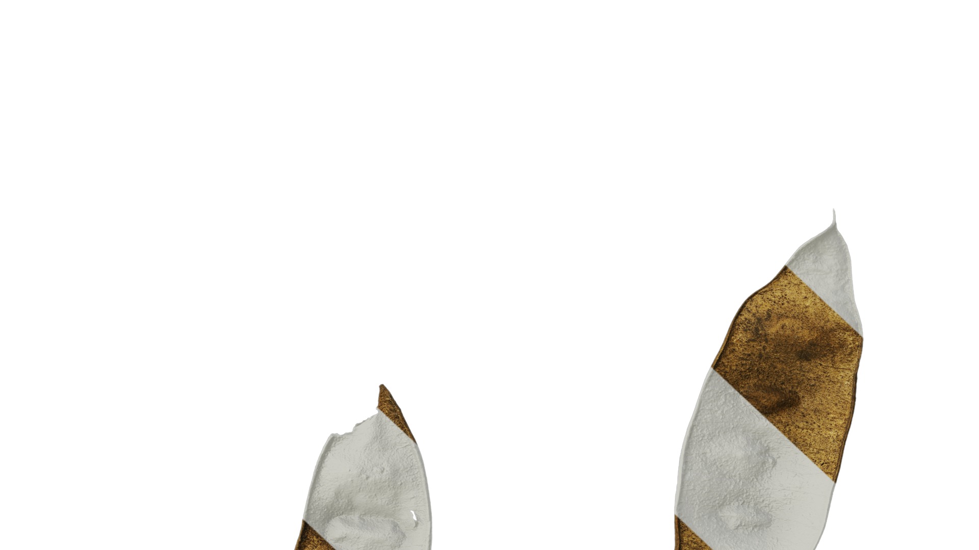 Anydrafts Albizia lebbeck Fruit 02 Texture_7