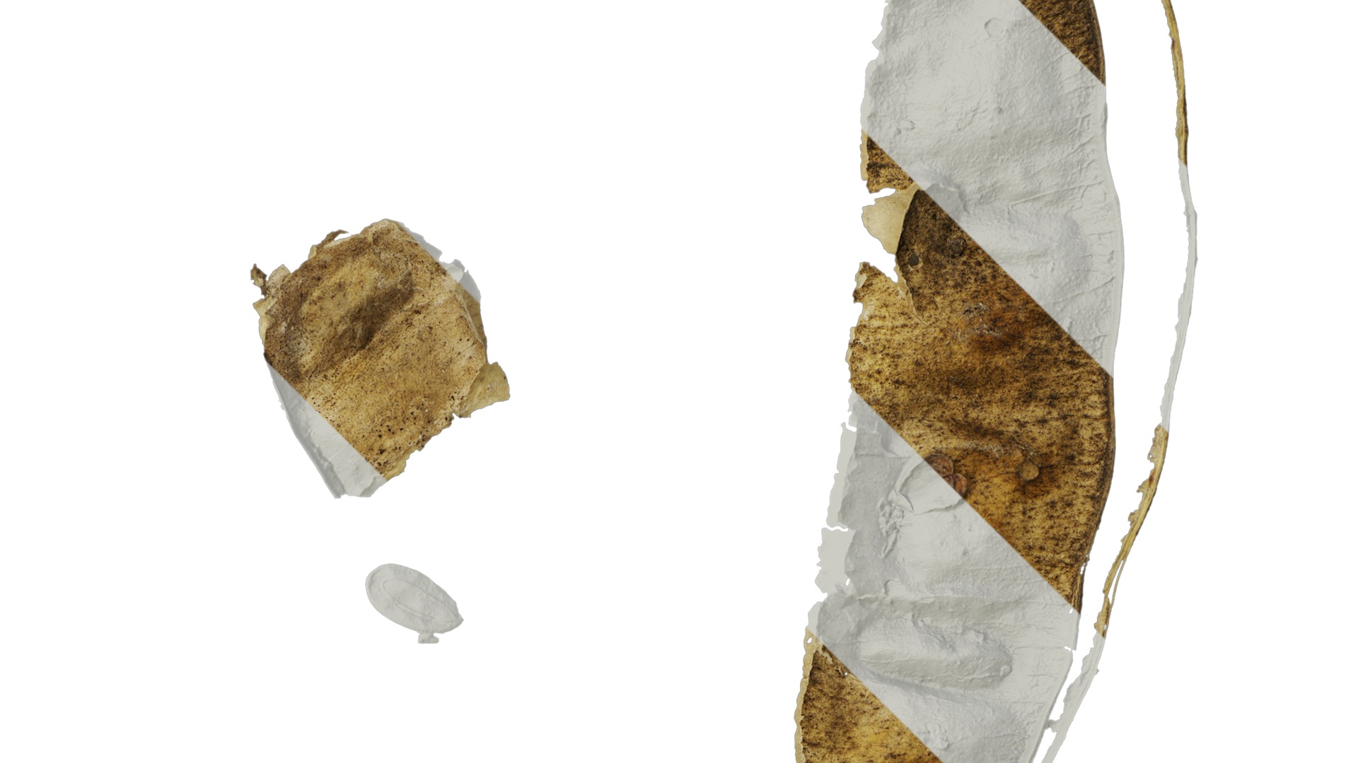 Anydrafts Albizia lebbeck Fruit 02 Texture_2