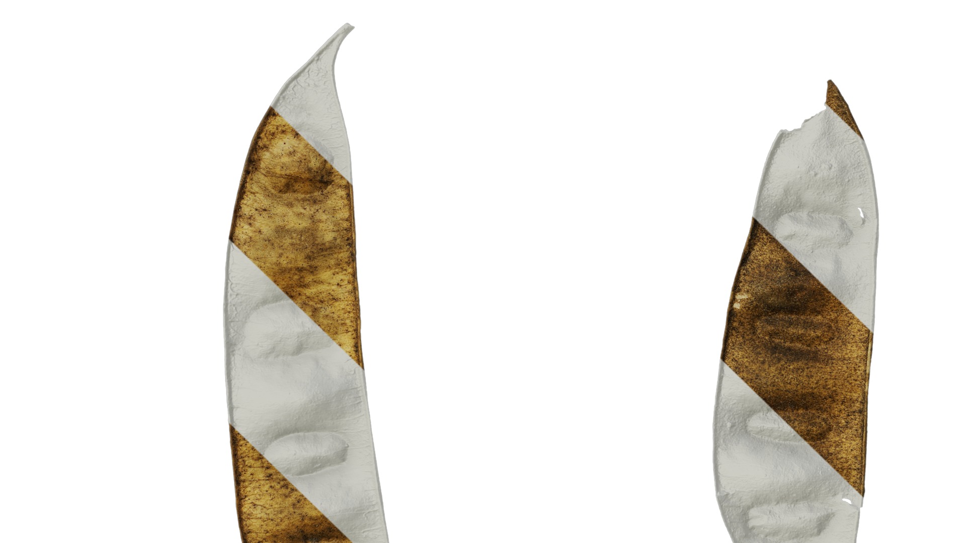 Anydrafts Albizia lebbeck Fruit 02 Texture_5