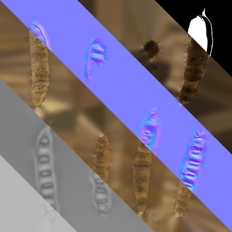 Anydrafts Albizia lebbeck Fruit 02 Texture_8